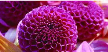 Dahlia Bulb – White & Red Garden Flower Bulb for Planting, 1 Bulb Pack - Image 5
