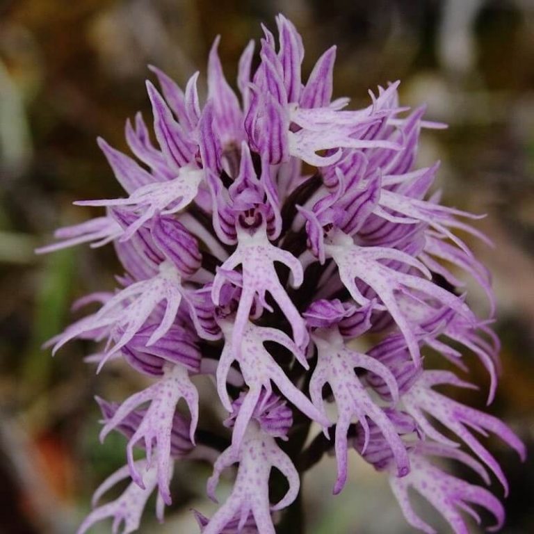 Orchis Italica Orchid Seeds – Rare Orchid Flower Seeds for Garden Planting, 100 Seeds Pack - Image 5