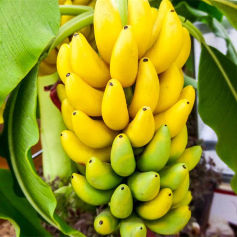 Dwarf Banana Seeds – Potted Banana Fruit Plant Seeds for Garden Planting, 100 Seeds Pack - Image 6