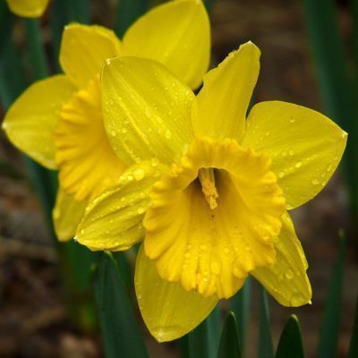 Daffodil Bulb – Multi-Color Bonsai Garden Flower Bulb for Planting, 1 Bulb Pack - Image 6
