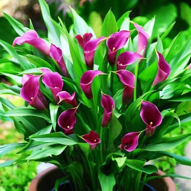 Calla Lily Bulb – Multi-Color Garden Flower Bulb for Planting, 1 Bulb Pack - Image 6