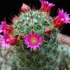 Mixed Rare Cactus Seeds – Assorted Succulent Plant Seeds for Planting, 100 Seeds Pack - Image 6