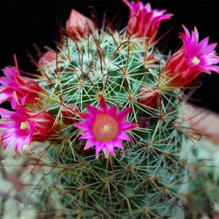 Mixed Rare Cactus Seeds – Assorted Succulent Plant Seeds for Planting, 100 Seeds Pack - Image 6