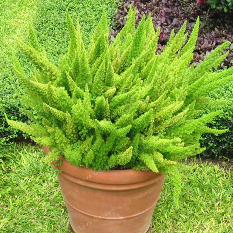 Asparagus Densiflorus Seeds – Foxtail Fern Ornamental Plant Seeds for Garden Planting, 100 Seeds Pack - Image 6