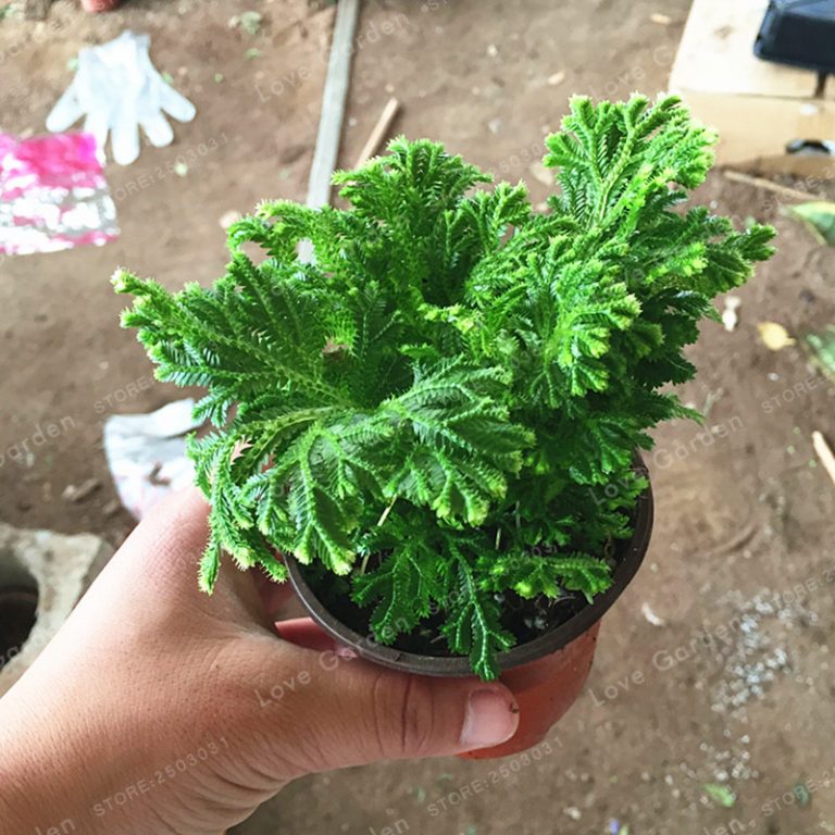 Selaginella Uncinata Seeds – Blue Moss Garden Plant Seeds for Planting, 50 Seeds Pack - Image 6