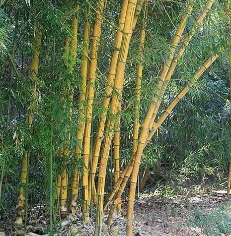 Purple Lucky Bamboo Seeds – Rare Bamboo Plant Seeds for Garden Planting, 50 Seeds Pack - Image 6