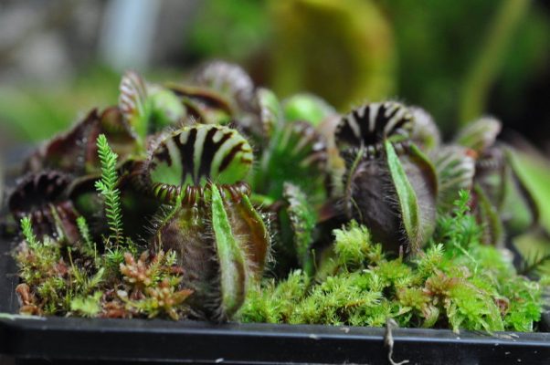 Cephalotus Follicularis Seeds – Rare Carnivorous Pitcher Plant Seeds for Garden Planting, 100 Seeds Pack - Image 6