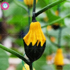 Novel Sweet Pumpkin Seeds – Mixed Shape Pumpkin Vegetable Seeds for Garden Planting, 10 Seeds Pack - 5