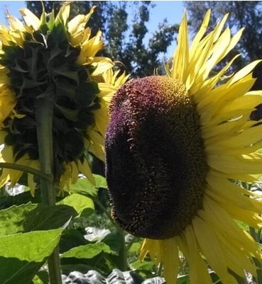Dwarf Sunflower Seeds – Garden Sunflower Flower Seeds for Planting, 20 Seeds Pack - Image 6