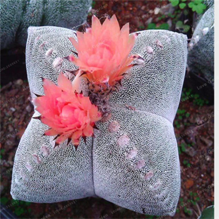 Astrophytum Myriostigma Seeds – Assorted Succulent Cactus Seeds for Planting, 100 Seeds Pack - Image 6