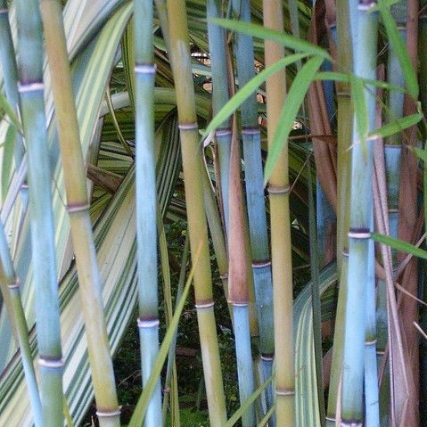 Phyllostachys Pubescens Seeds – Rare Giant Bamboo Plant Seeds for Garden Planting, 50 Seeds Pack - Image 6
