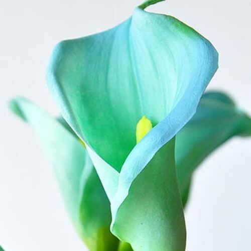 Calla Lily Bulb – Multi-Color Flower Bulb for Garden Planting, 1 Bulb Pack - Image 6