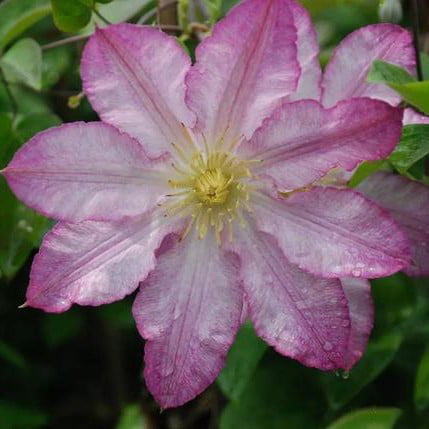 Climbing Clematis Bulb – Mixed Variety Garden Flower Bulb for Planting, 1 Bulb Pack - Image 6