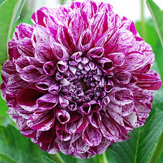 Dahlia Bulb – Beautiful Indoor Bonsai Flower Bulb for Home Garden Planting, 1 Bulb Pack - Image 6
