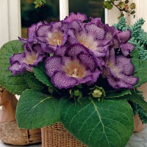 Gloxinia Flower Seeds – Sinningia Speciosa Garden Flower Seeds for Planting, 100 Seeds Pack - 5