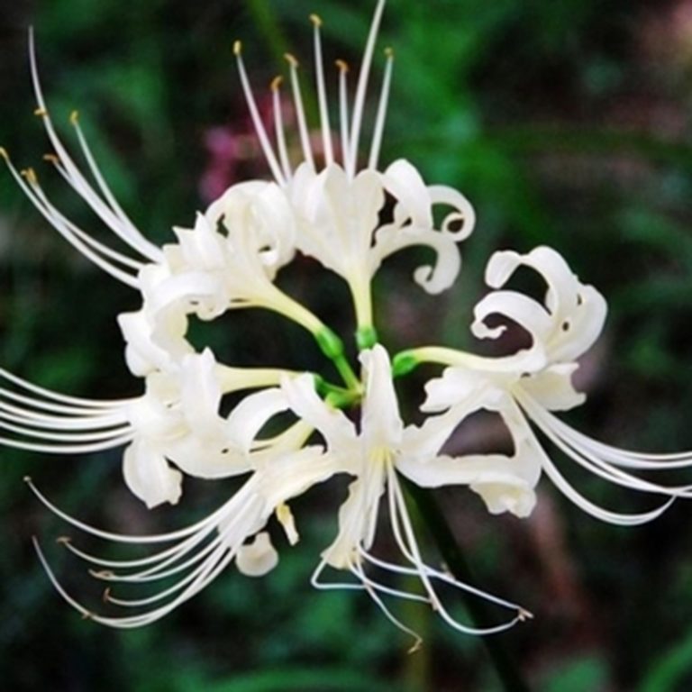 Lycoris Radiata Bulb – Spider Lily Multi-Color Flower Bulb for Garden Planting, 1 Bulb Pack - Image 6