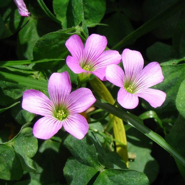 Purple Oxalis Flower Seeds – Ornamental Garden Flower Seeds for Planting, 100 Seeds Pack - Image 6