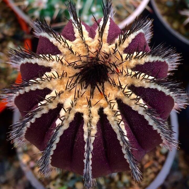 Mixed Rare Cactus Seeds – Assorted Succulent Plant Seeds for Planting, 200 Seeds Pack - Image 6