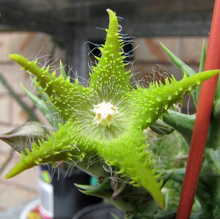 Stapelia Pulchella Seeds – Starfish Cactus Succulent Seeds for Planting, 100 Seeds Pack - Image 6