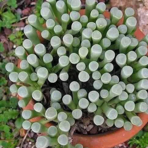 Rare Succulent Seeds – Assorted Cactus & Succulent Seeds for Planting, 100 Seeds Pack - Image 6