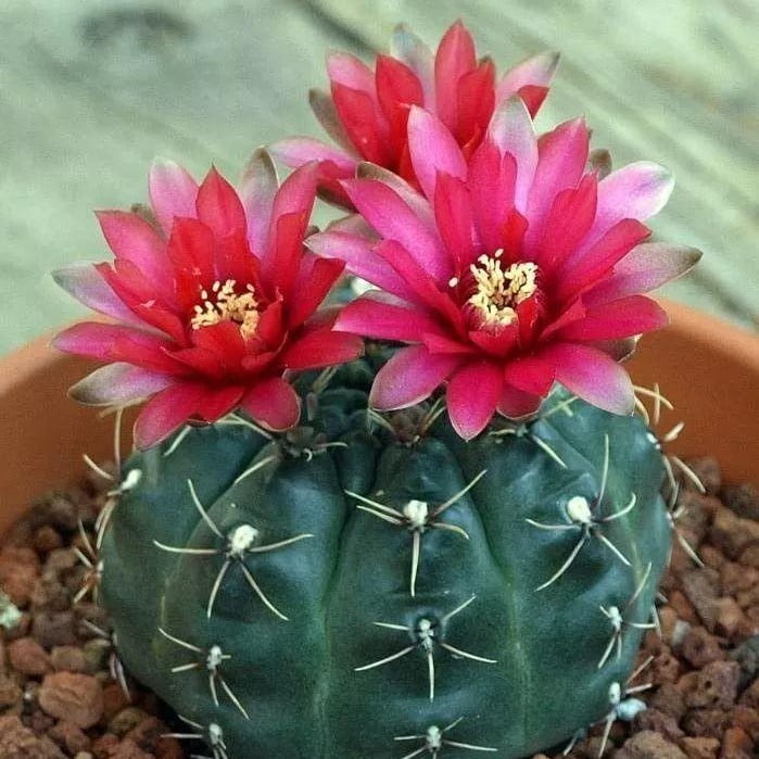Mixed Astrophytum Cactus Seeds – Succulent Plant Seeds for Planting, 200 Seeds Pack - Image 6
