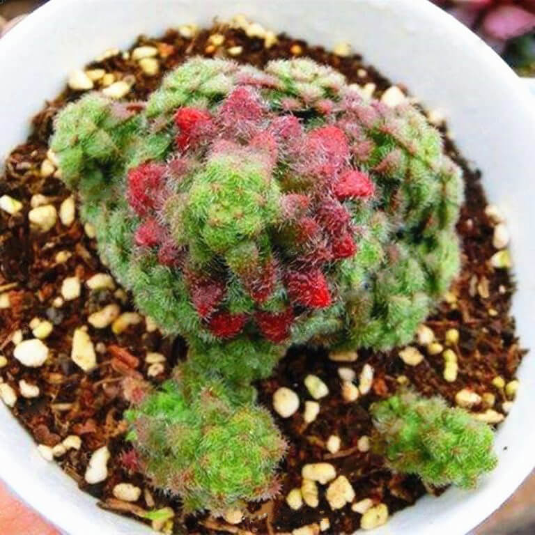 Rare Crassula Succulent Seeds – Succulent Plant Seeds for Planting, 100 Seeds Pack - Image 6