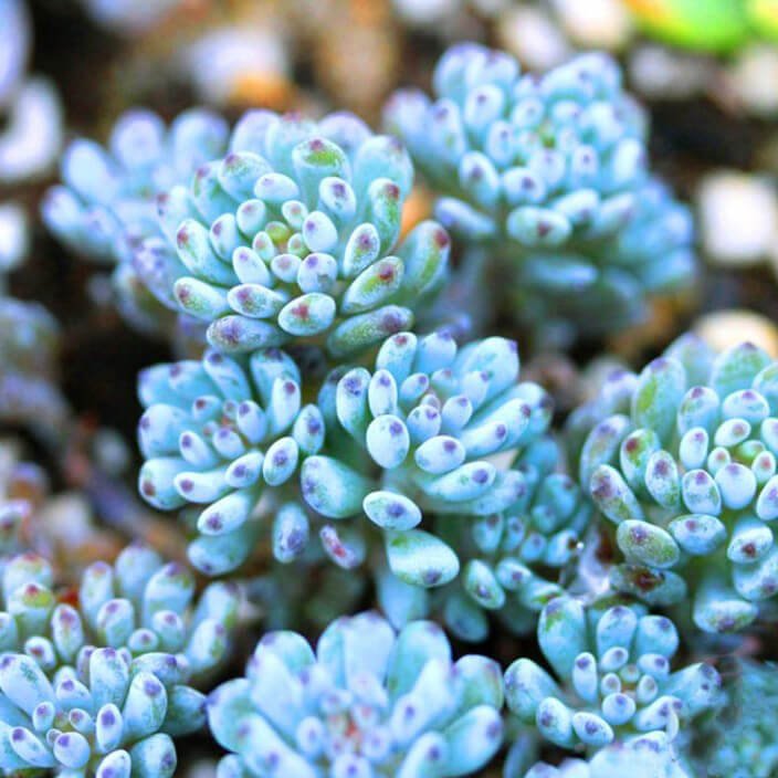 Mixed Succulent Seeds – Multi-Variety Cactus & Succulent Seeds for Planting, 100 Seeds Pack - Image 6