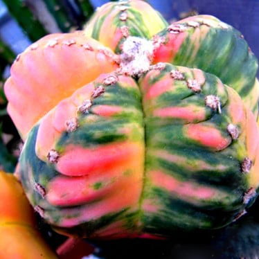 Astrophytum Ornatum Seeds – Rare Cactus Succulent Seeds for Planting, 100 Seeds Pack - Image 6