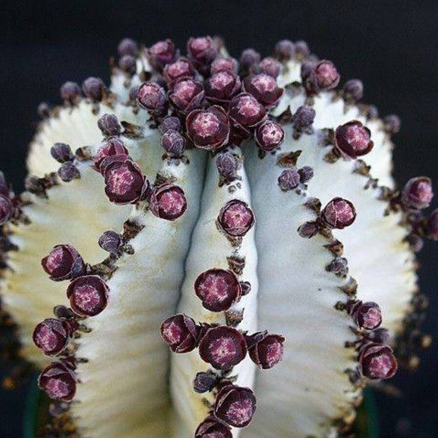 Astrophytum Cactus Seeds – Rare Assorted Succulent Cactus Seeds for Planting, 100 Seeds Pack - Image 6