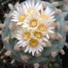 Astrophytum Cactus Seeds – Succulent & Cactus Seeds for Planting, 100 Seeds Pack - Image 6