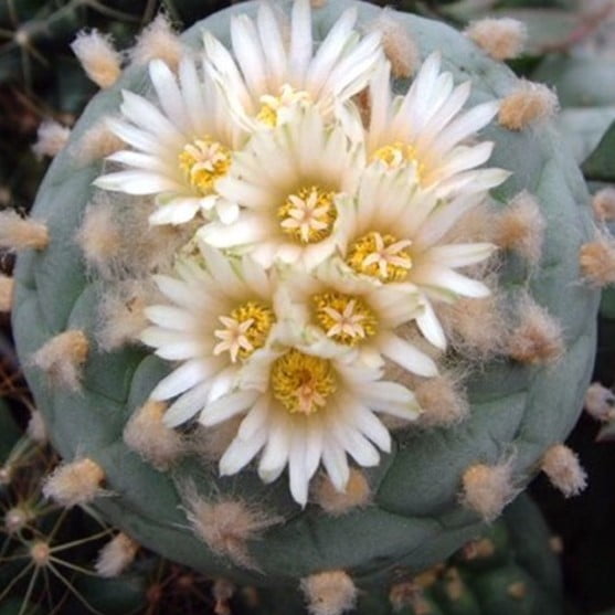 Astrophytum Cactus Seeds – Succulent & Cactus Seeds for Planting, 100 Seeds Pack - Image 6