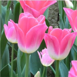Didier’s Tulip Bulbs – Colorful Indoor Bonsai Tulip Flower Bulbs for Garden Planting, 2 Bulbs Pack - 5