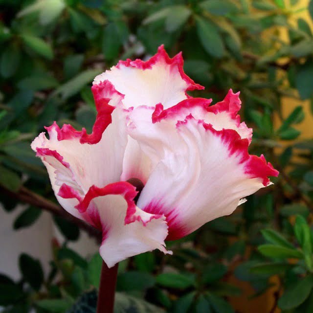 Cyclamen Flower Seeds – White Red Edge Perennial Flower Seeds for Garden Planting, 100 Seeds Pack - Image 6