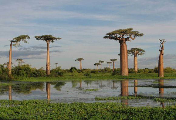 Baobab Tree (Adansonia) Seeds – African Fruit & Ornamental Tree Seeds for Planting, 10 Seeds Pack - Image 6