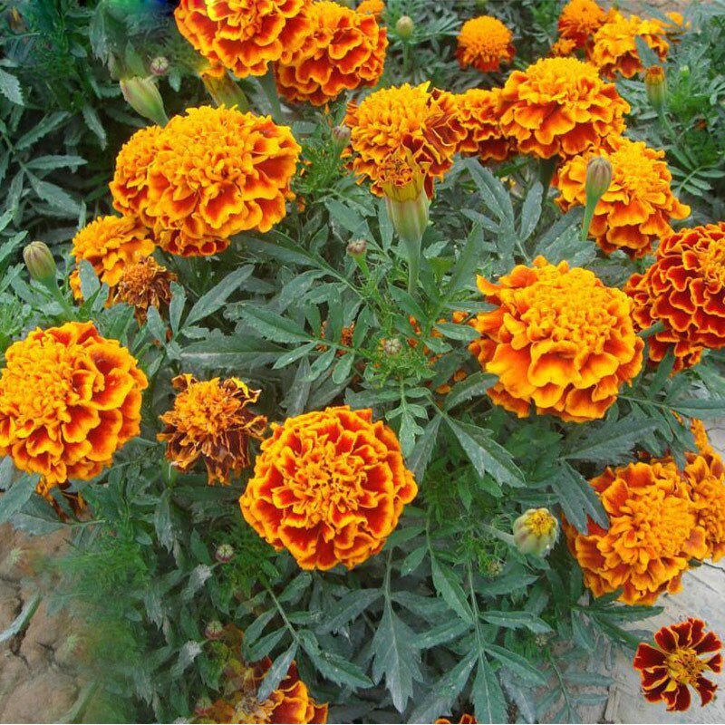 Red Yellow Edge Marigold Seeds – Rare Bi-Color Garden Flower Seeds for Planting, 100 Seeds Pack - Image 6