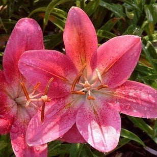 Perfume Lily Flower Bulb – Multi-Color Garden Lily Bulb for Planting, 1 Bulb Pack - Image 6