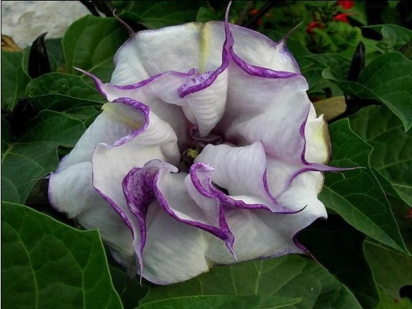 Datura Flower Seeds – Mixed Color Devil’s Trumpet Seeds for Garden Planting, 100 Seeds Pack - Image 6