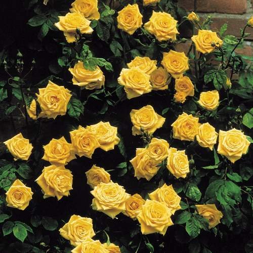 Climbing Rose Flower Seeds – Garden Rose Seeds for Planting, 100 Seeds Pack - Image 5