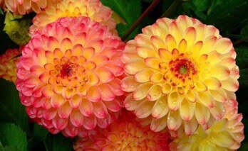 Dahlia Bulb – White & Red Garden Flower Bulb for Planting, 1 Bulb Pack - Image 6