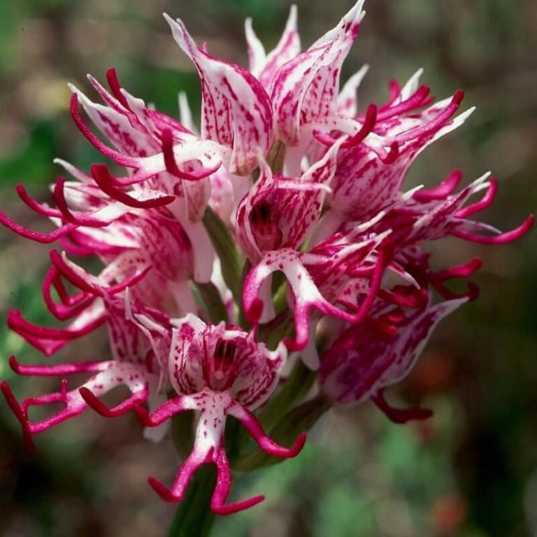 Orchis Italica Orchid Seeds – Rare Orchid Flower Seeds for Garden Planting, 100 Seeds Pack - Image 6