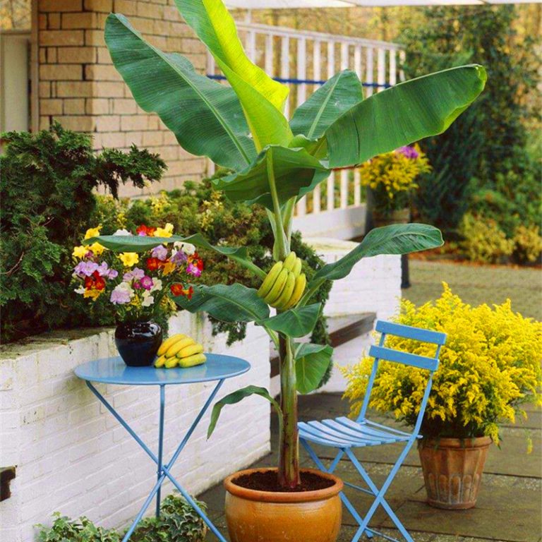 Dwarf Banana Seeds – Potted Banana Fruit Plant Seeds for Garden Planting, 100 Seeds Pack - Image 7