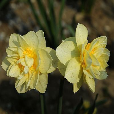 Daffodil Bulb – Multi-Color Bonsai Garden Flower Bulb for Planting, 1 Bulb Pack - Image 7