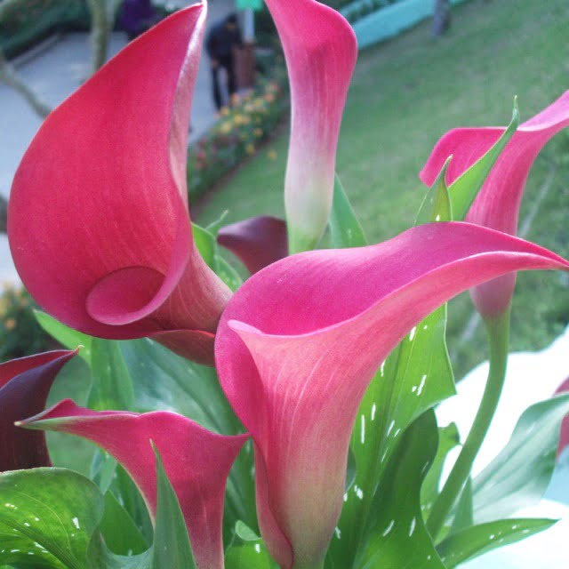 Calla Lily Bulb – Multi-Color Garden Flower Bulb for Planting, 1 Bulb Pack - Image 7