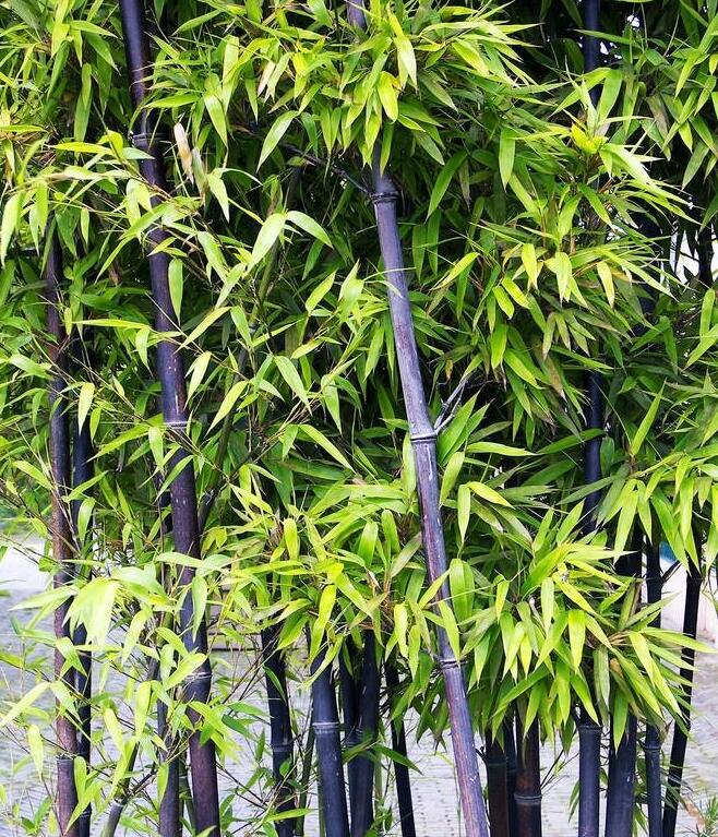 Purple Lucky Bamboo Seeds – Rare Bamboo Plant Seeds for Garden Planting, 50 Seeds Pack - Image 7
