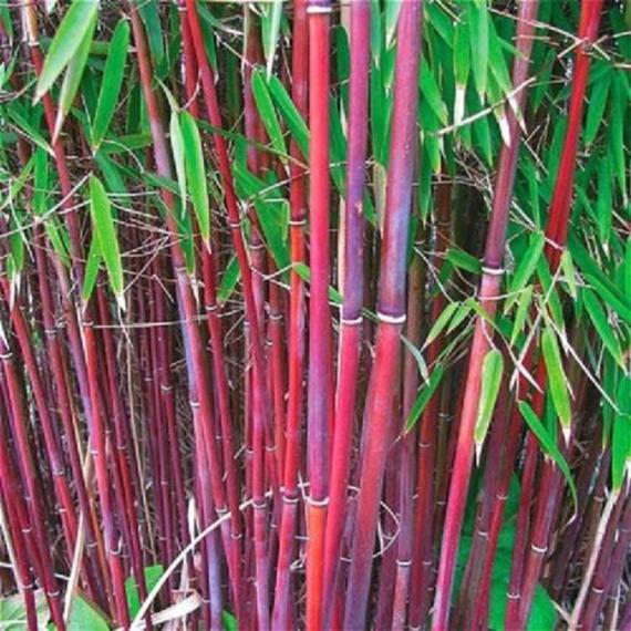 Phyllostachys Pubescens Seeds – Rare Giant Bamboo Plant Seeds for Garden Planting, 50 Seeds Pack - Image 7