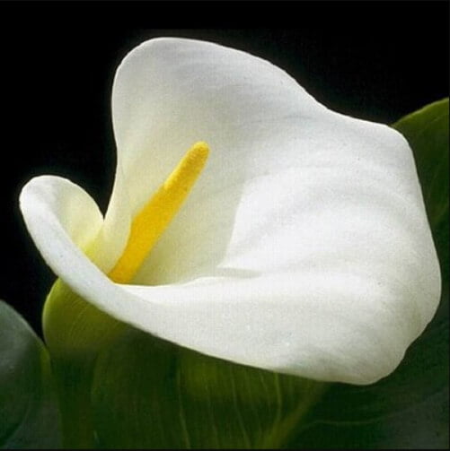 Calla Lily Bulb – Multi-Color Flower Bulb for Garden Planting, 1 Bulb Pack - Image 7