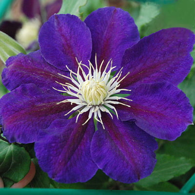 Climbing Clematis Bulb – Mixed Variety Garden Flower Bulb for Planting, 1 Bulb Pack - Image 7