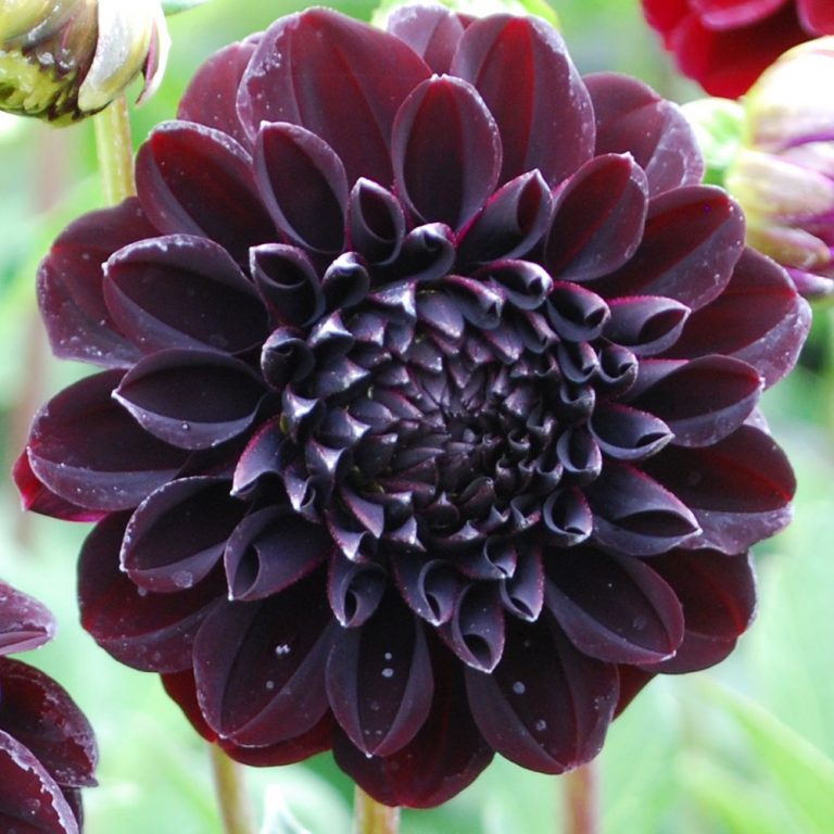 Dahlia Bulb – Beautiful Indoor Bonsai Flower Bulb for Home Garden Planting, 1 Bulb Pack - Image 7