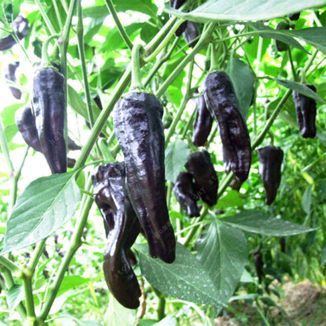 Rare Organic Chili Pepper Seeds – Vegetable Garden Seeds for Planting, 100 Seeds Pack - Image 7