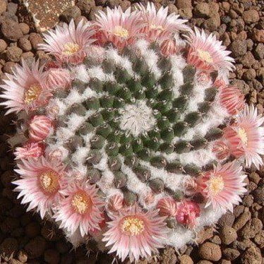Mixed Rare Cactus Seeds – Assorted Succulent Plant Seeds for Planting, 200 Seeds Pack - Image 7